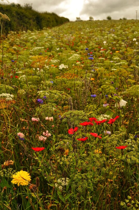 Wildflowers near Benuick