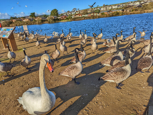 Geese and Swans at Par beach lake