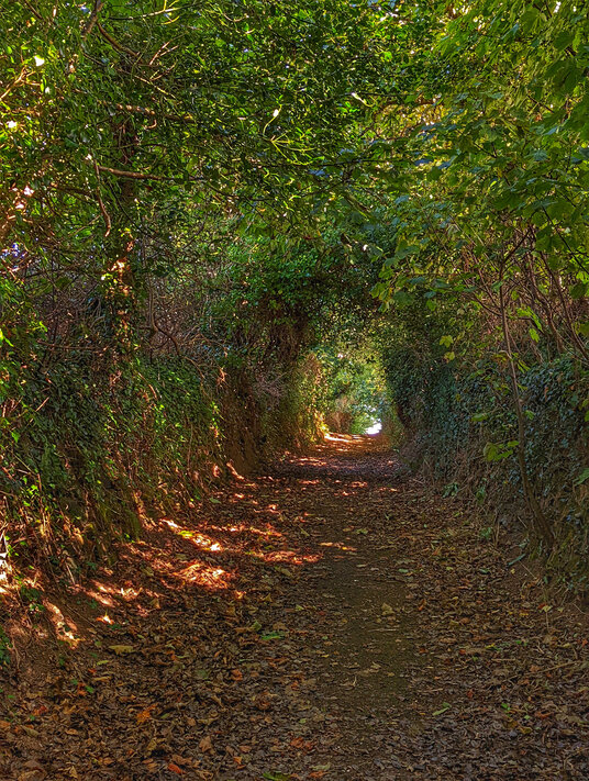 Footpath from Biscovey