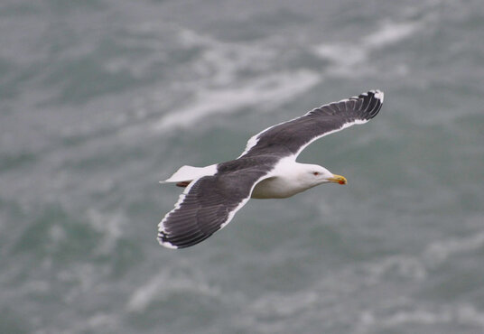 Black backed gull