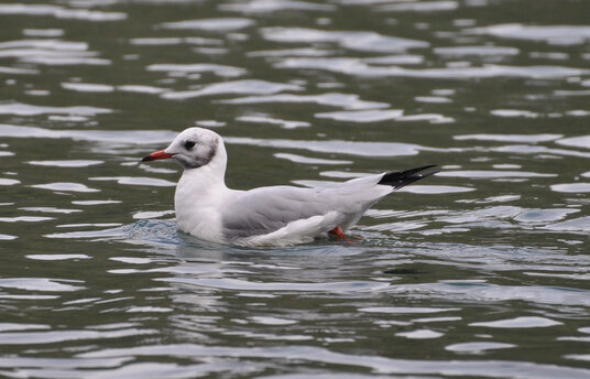 Black-headed Gull