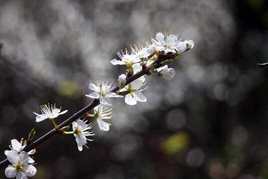 Blackthorn blossom at Lundy Bay