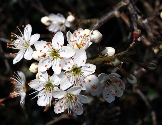 Blackthorn blossom
