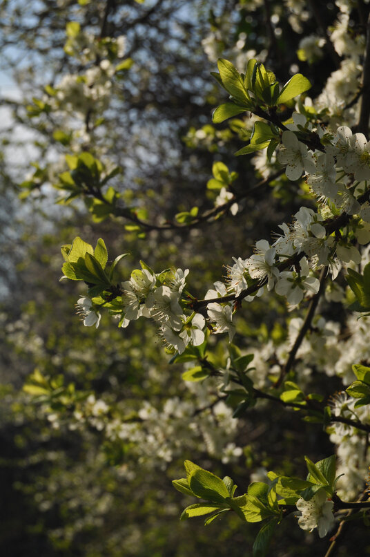 Blackthorn blossom