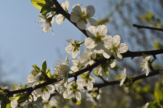 Blackthorn blossom