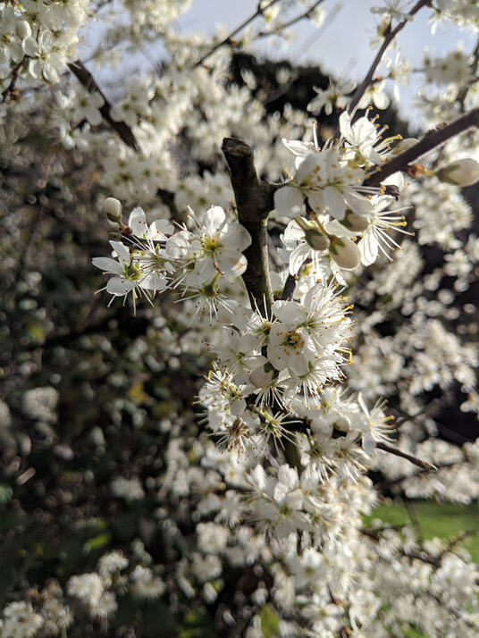 Blackthorn Blossom on Pendennis Point