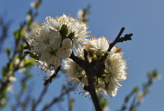 Blackthorn Blossom at Portwrinkle