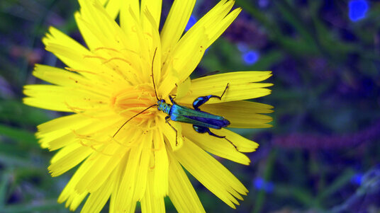 Beetle on flowers in the meadow