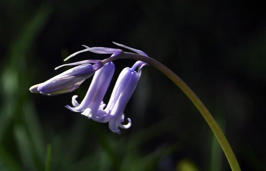 Early Bluebell at Clerkenwater