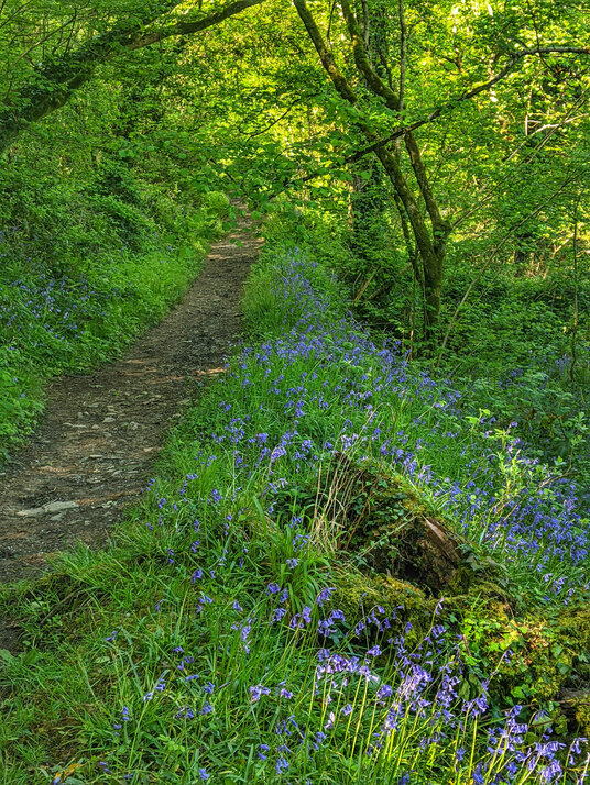 Bluebells in West Bodrugan Woods