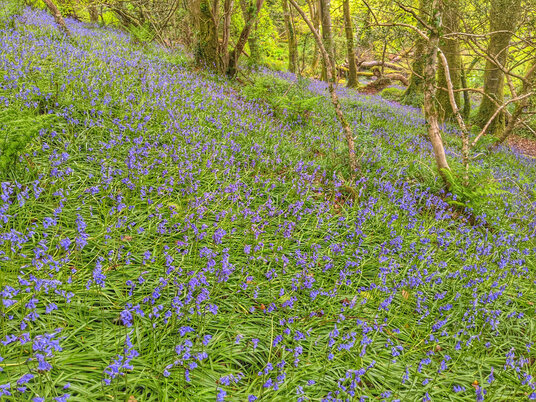 Bluebells at Tregarne