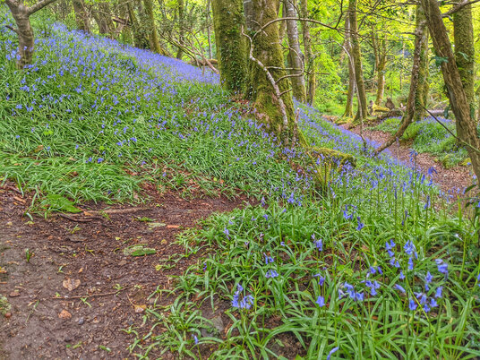 Bluebells at Tregarne