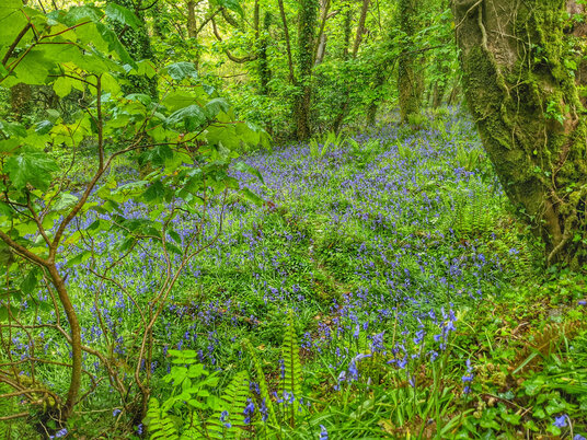 Bluebells at Tregarne