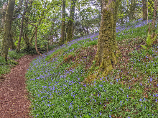 Bluebells at Tregarne