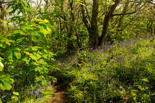 Bluebells near Swanpool