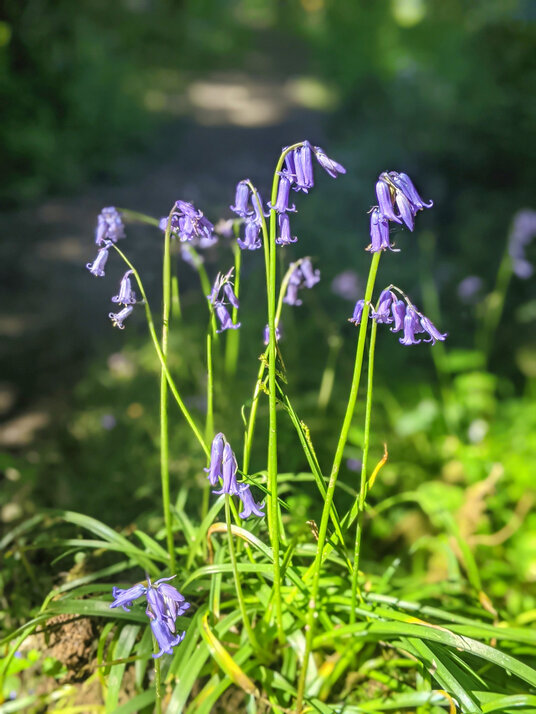 Bluebells in West Bodrugan Woods