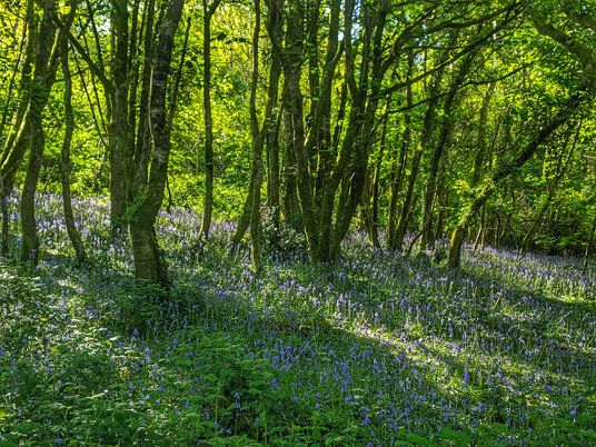 Bluebells in West Bodrugan Woods
