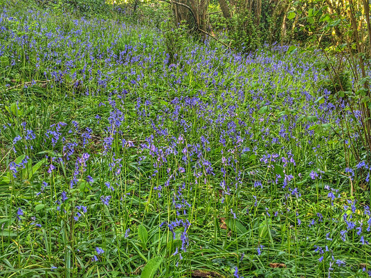 Bluebells in West Bodrugan Woods