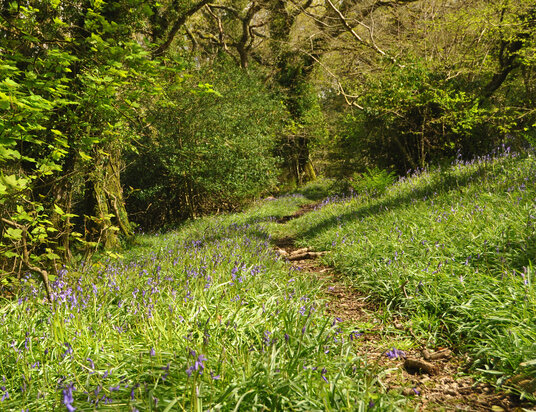 Bluebells near Bodiniel