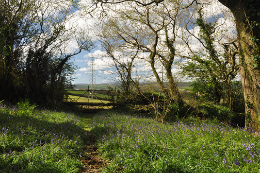 Bluebells near Bodiniel
