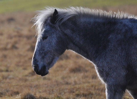 Moorland pony near Camperdown Farm