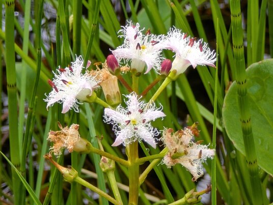 Bogbean flowers