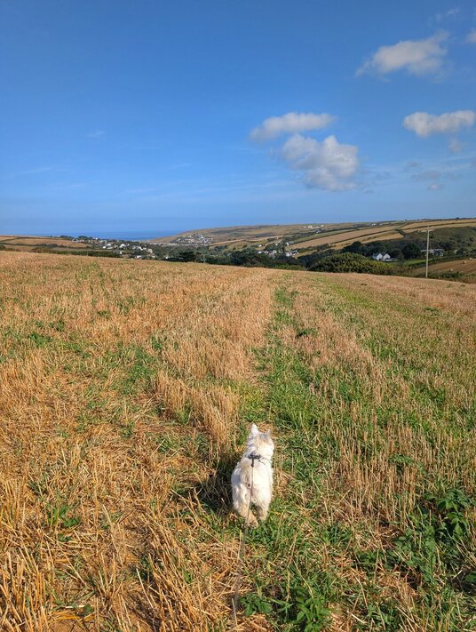 Fields above Bolingey