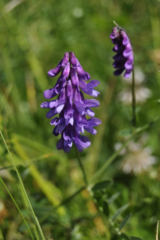 Wildflowers at Booby's Bay