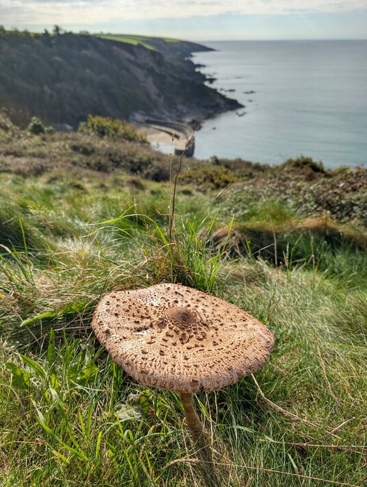 Parasol mushroom near Booley Beach