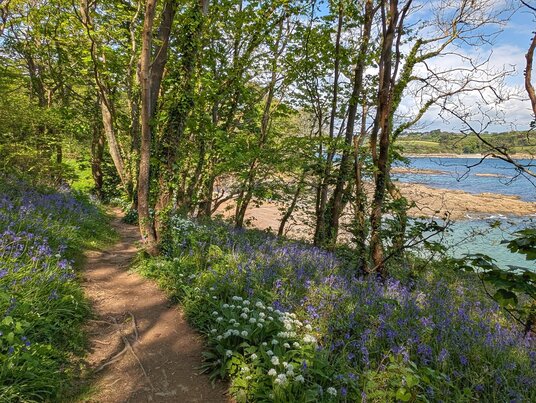 Bluebells along the coast path