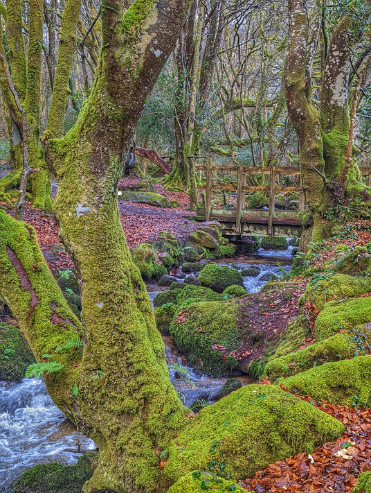 Bridge over the river at Bosahen Woods