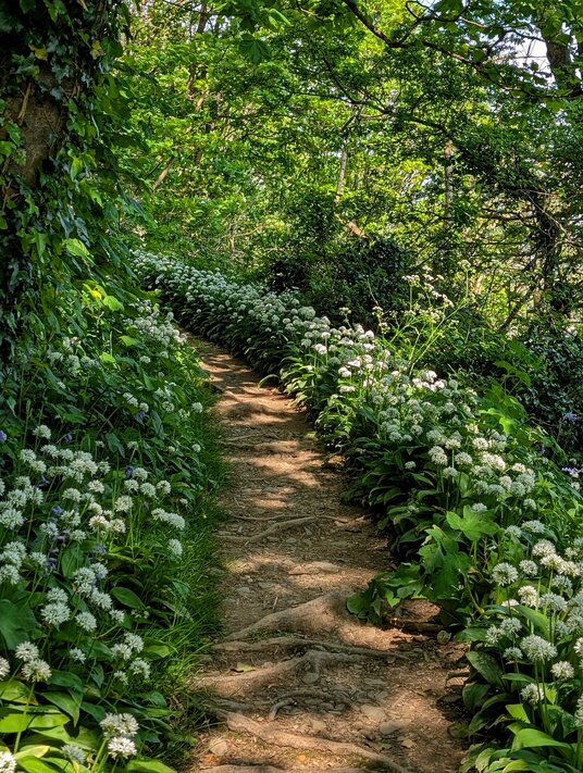 Wild garlic along the coast path