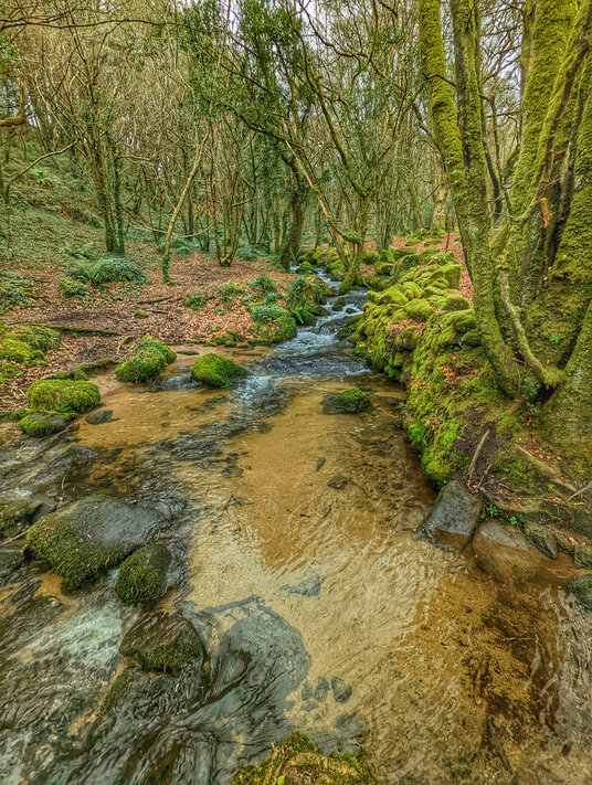 The river in Bosahen Woods