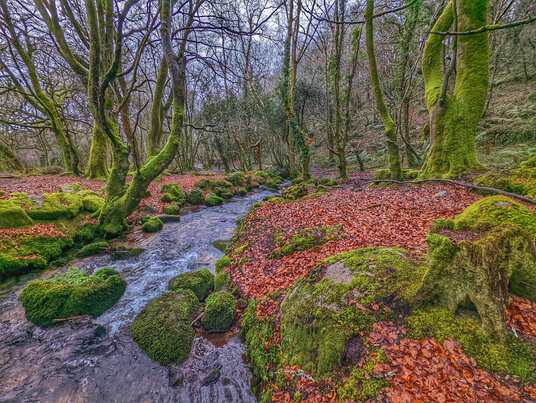 Winter in Bosahen Woods