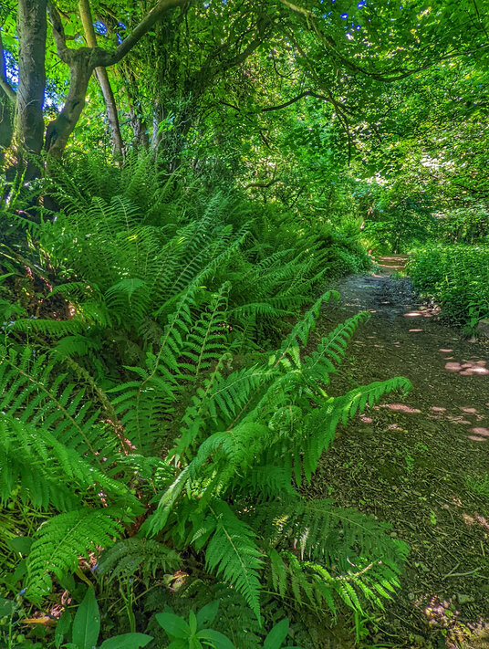Footpath at Boscarne