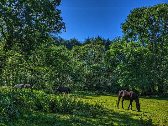 Meadow at Boscarne