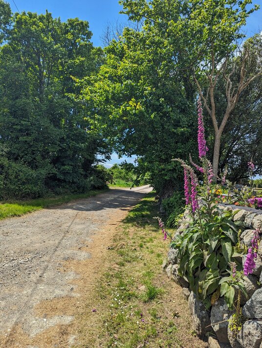 Track from Boscarnon Farm