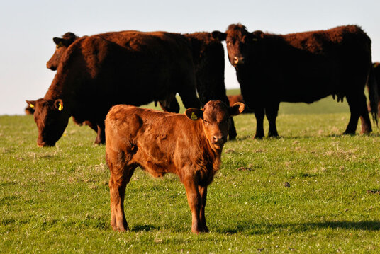 Red Devon cattle in the fields above Boscastle