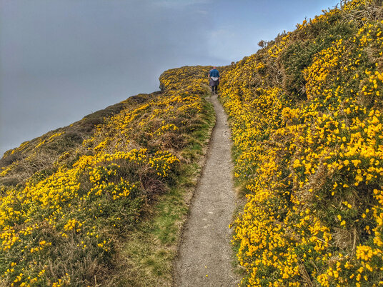 Gorse on the coast path at Boscastle