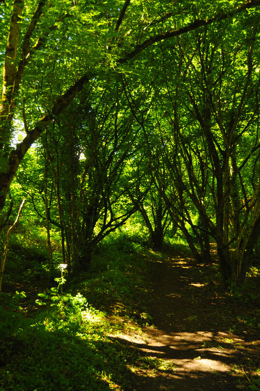 Woods near Bosvigo