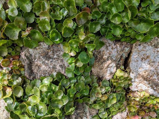 Navelwort at Boswarthen