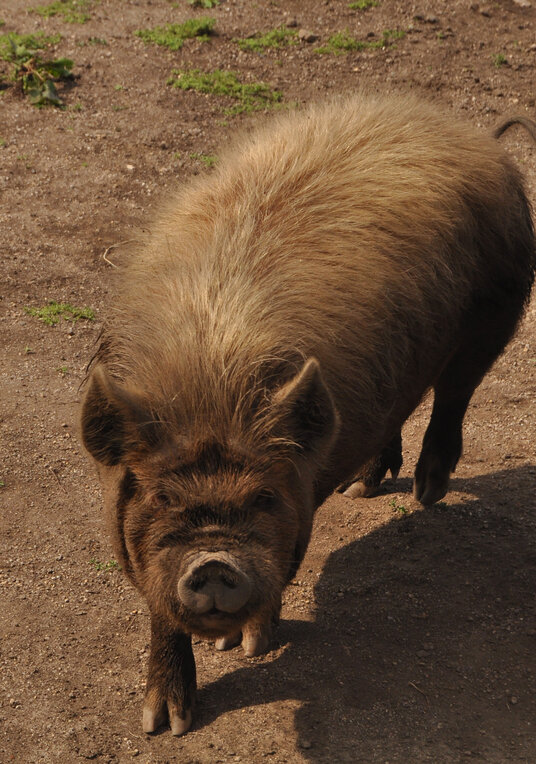Pig in the field beside the footpath