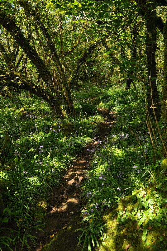 Bluebells at Lower Bowden