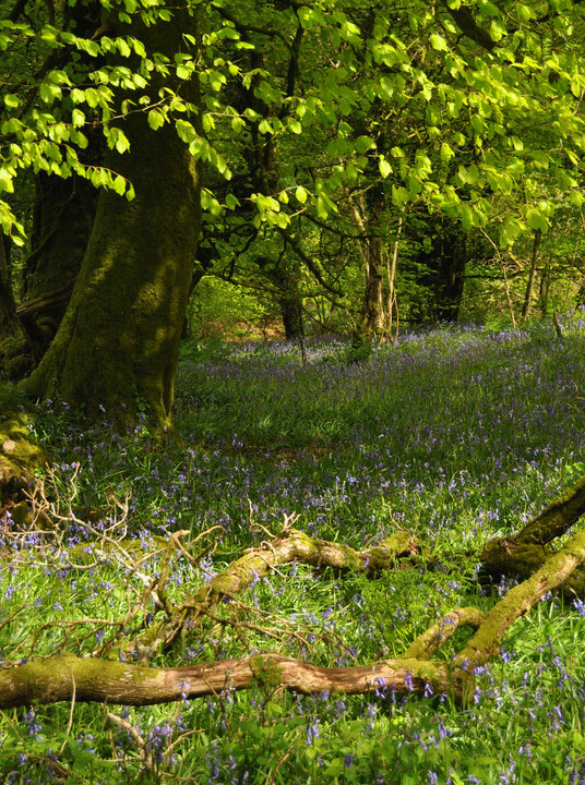 Bluebells in Bowden Wood