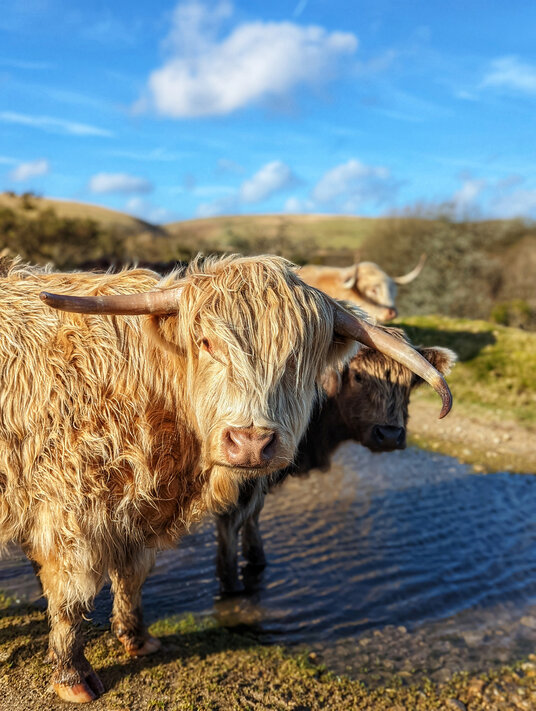 Highland Cow at Bowithick