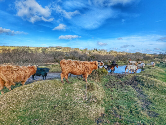 Highland cows and ponies at Bowithick
