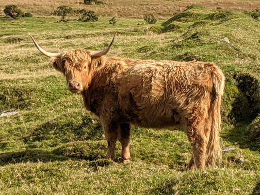 Cow at Bowithick