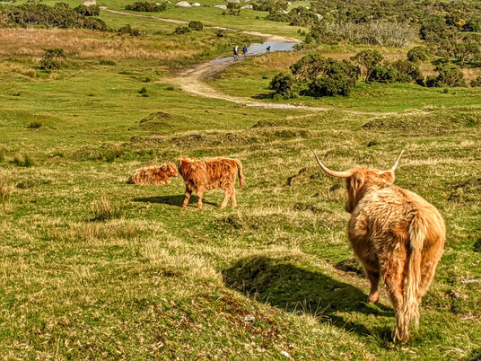Cattle at Bowithick