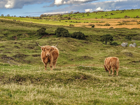 Cattle grazing at Bowithick
