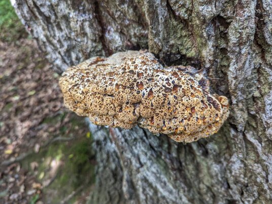 Bracket fungus in the Carwinion Valley